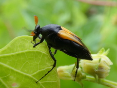 Macrosiagon flavipennis