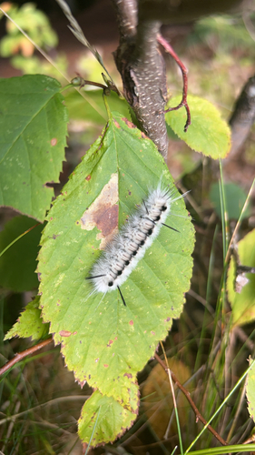 Hickory Tussock Moth