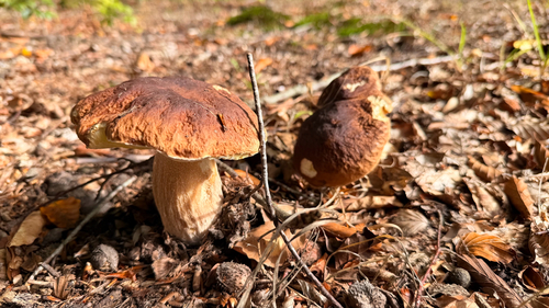 King Bolete
