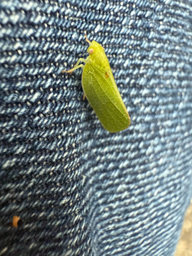 Green Cone-headed Planthopper