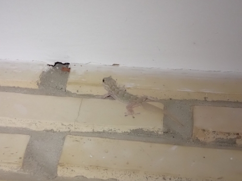 Moorish Gecko