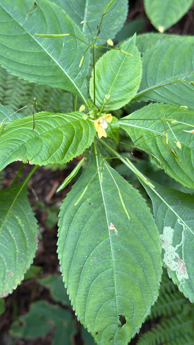small balsam