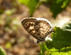 Leptotes cassius cassius