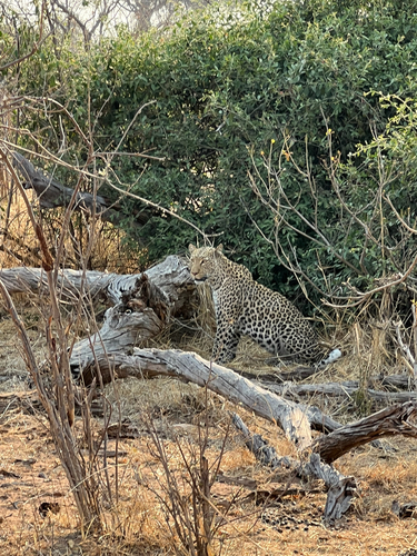 African Leopard