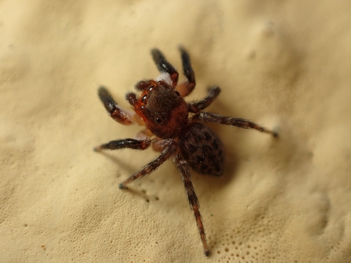 Euophrys rufibarbis