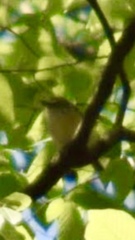 Vireo griseus