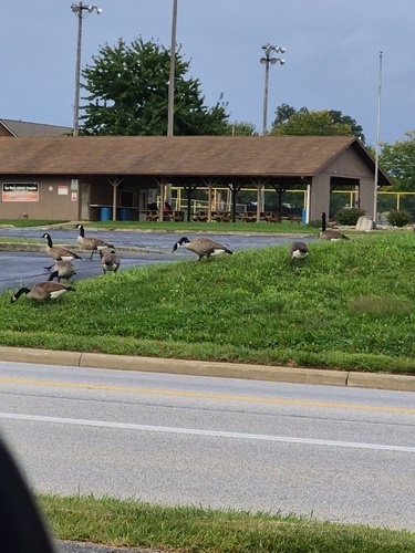 Canada Goose