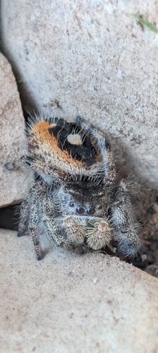 Bold Jumping Spider