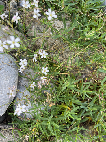Creeping Baby's-breath