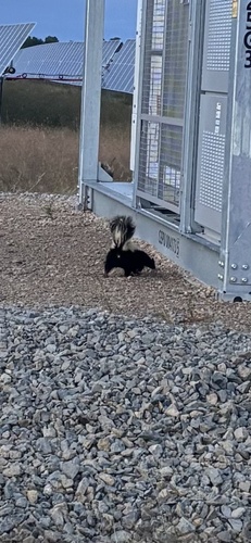 Striped Skunk