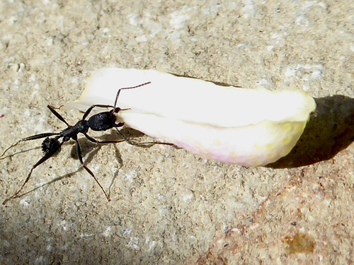 Aphaenogaster senilis