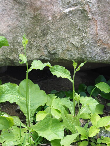Nicotiana plumbaginifolia