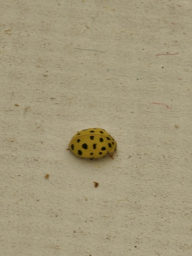 22-spot Ladybird