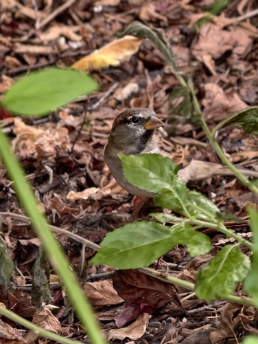 House Sparrow