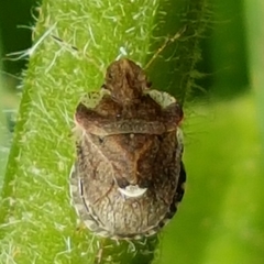 Dyroderes umbraculatus