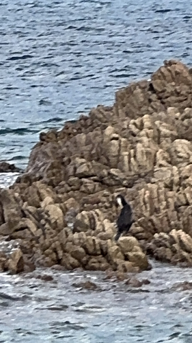 European Shag