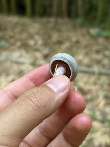 Silver-blue Milkcap