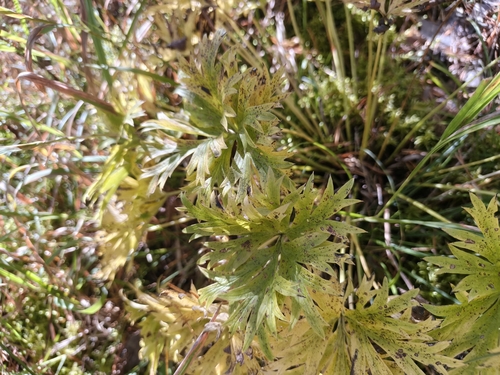 Pulsatilla patens, photograph 5