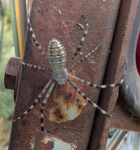 Banded Garden Spider