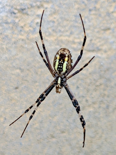 Wasp Spider