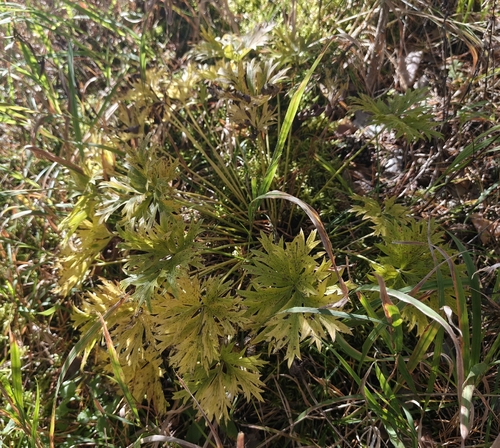 Pulsatilla patens, photograph 6