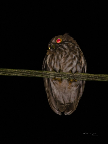 Ninox philippensis observed 2026-09-18