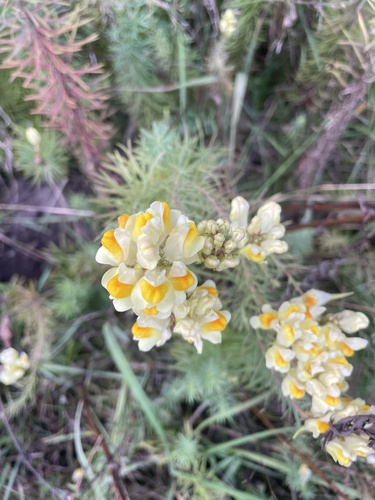 common toadflax