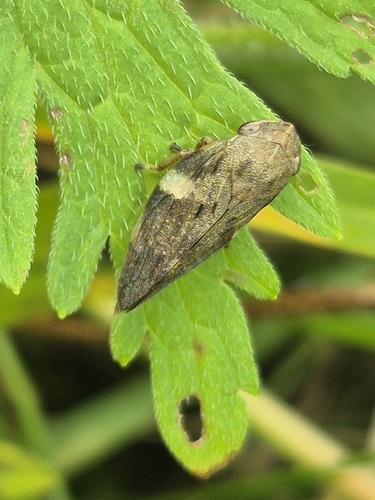 Alder Spittlebug