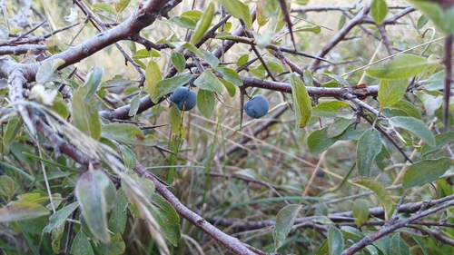 Blackthorn