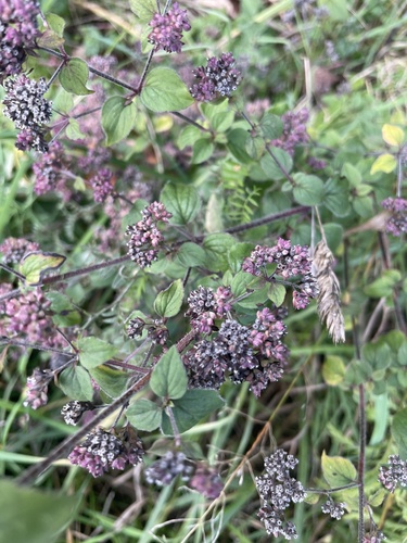 Oregano