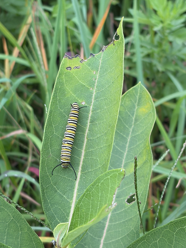 Monarch