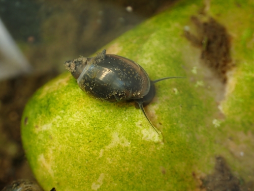 Acute Bladder Snail