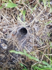 Agelena labyrinthica