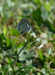 Leptotes cassius cassius