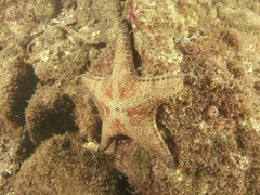 Anthenea sidneyensis