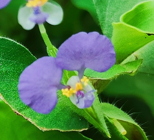 Benghal Dayflower
