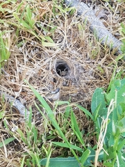 Agelena labyrinthica