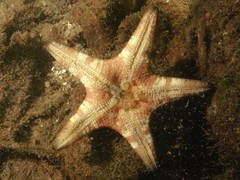 Anthenea sidneyensis