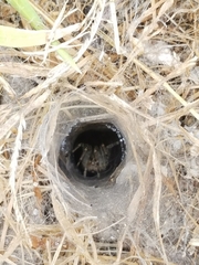 Agelena labyrinthica