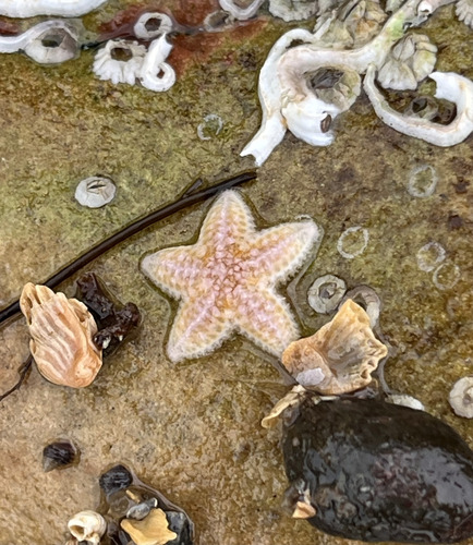Common Sea Star