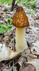 Morchella punctipes