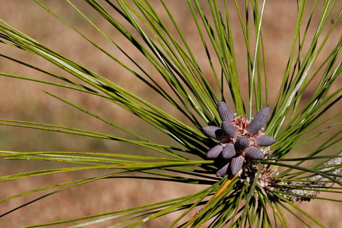 slash pine