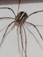 Phalangioidea