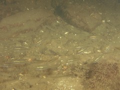 Siphamia roseigaster