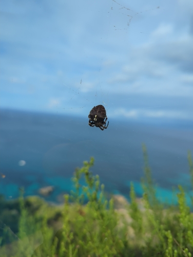 Angular Orbweaver Spider
