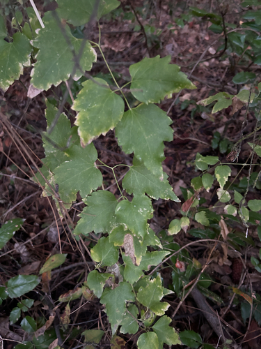 Clematis ligusticifolia, photograph 6