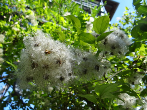 Old man's beard