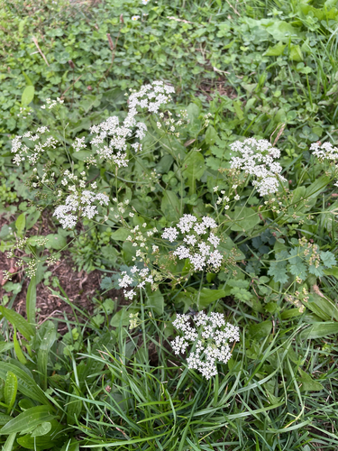 Pimpinella saxifraga, photograph 6