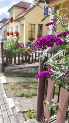 Eurasian Hummingbird Hawkmoth