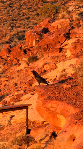Common Raven